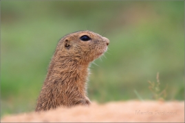 <p>SYSEL OBECNÝ (Spermophilus citellus) 8/2016 /European ground squirrel - Europäischer Ziesel/</p>